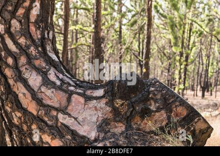 Primo piano della corteccia bruciata di un pino nativo delle Canarie (Pinus canariensis) che è sopravvissuto ad un incendio boschivo e che ora sta recuperando, la Palma Foto Stock