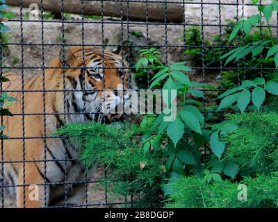 Tigre nel giardino zoologico Foto Stock