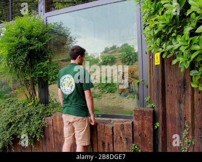 Giocare con la tigre nel giardino zoologico Foto Stock