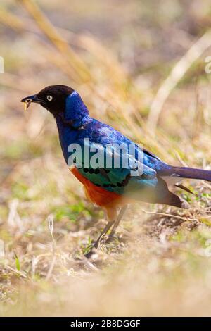 Colorato superbo uccello stellato in Tanzania Africa Foto Stock