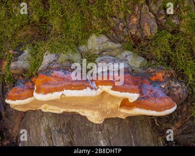 Polipore a fascia rossa, Rot friabile marrone, Fungus cintura rossa, Fungus con cintura rossa (Fomitopsis pinicola), Baviera, Germania, Europa Foto Stock