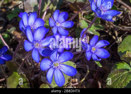 Liverflower (Hepatica nobilis), fiori, Baviera, Germania, Europa Foto Stock