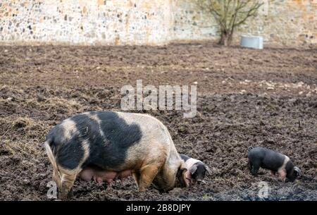 Suini con suinetti e scrofa in un terreno fangoso, Gosford Estate, East Lothian, Scozia, Regno Unito Foto Stock