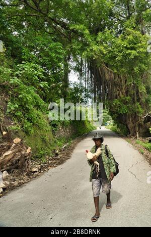 Un uomo in una T-shirt stampata, un cappello con baffi che porta un gallo con enormi alberi antichi con liane. Baucau. Timor est Foto Stock