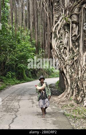 Un uomo in una T-shirt stampata, un cappello con baffi che porta un gallo con enormi alberi antichi con liane. Baucau. Timor est Foto Stock