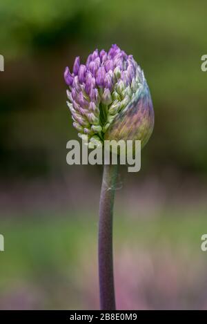 Allium sphaerocephalon Foto Stock