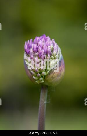 Allium sphaerocephalon Foto Stock