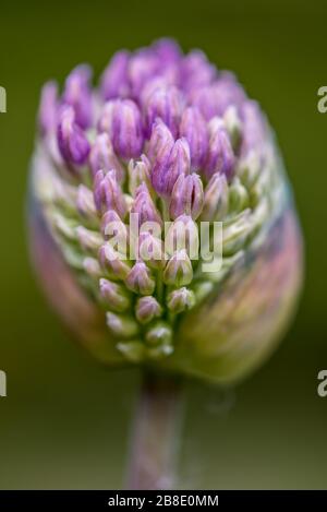 Allium sphaerocephalon Foto Stock