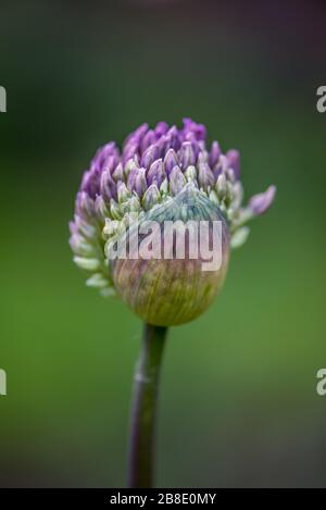 Allium sphaerocephalon Foto Stock