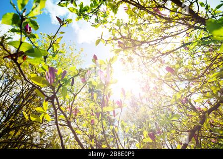 Magnolia albero primavera fiori e foglie su caldo giorno chiaro Foto Stock