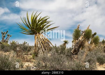 USA, Nevada, Clark County, Las Vegas, Blue Diamond Hill. Una silhouette unica di un glorioso Mojave Yucca (Yucca schidgera) che assomiglia a un thro punk Foto Stock