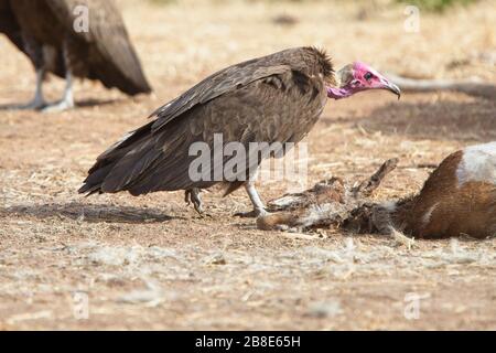 Vulture con cappuccio (Necrosyrtes monachus) uno alla carcassa di una capra morta, Gambia. Foto Stock