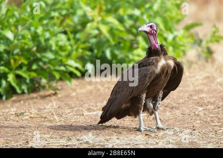 Gambia. Foto Stock