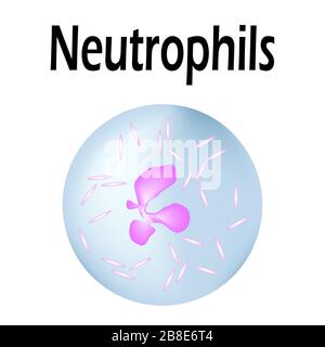 Struttura dei neutrofili. Neutrofili delle cellule ematiche. Leucociti. Infografica. Illustrazione vettoriale su sfondo isolato. Illustrazione Vettoriale