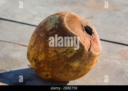 speciale foro singolo di cocco conchiglia differenza Foto Stock