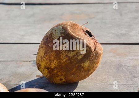 speciale foro singolo di cocco conchiglia differenza Foto Stock