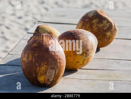 speciale foro singolo di cocco conchiglia differenza Foto Stock