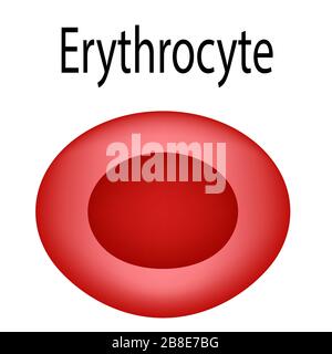 La struttura dei globuli rossi. Eritrociti. La struttura degli eritrociti. Infografica. Illustrazione vettoriale su isolato Illustrazione Vettoriale