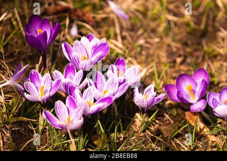 Crocus, o croci plurali, è un genere di piante da fiore della famiglia dell'iride. Un mazzo di croci, un prato pieno di croci, su erba secca gialla Foto Stock