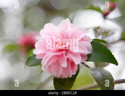 Camellia japonica 'Fragrant Joy' - Marzo Foto Stock