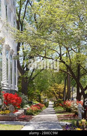 Cespugli di Azalea e alberi di Dogwood nel North Carolina, aprile Foto Stock