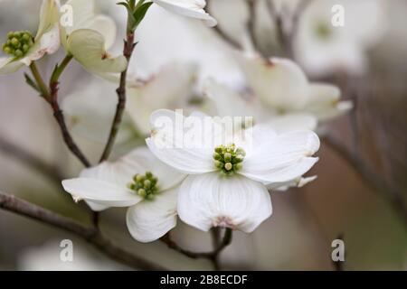 Cornus florida - Flowering Dogwood - Aprile Foto Stock