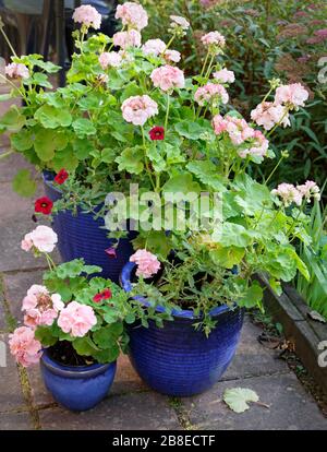 Pelargonium 'Apple Blossom Rosebud' e 'Marbacka' - Geranium - Agosto Foto Stock