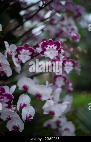 Phalaenopsis Orchid Flower al Orchid Festival 2020 presso i Royal Botanical Gardens di Kew, Richmond, Londra Foto Stock