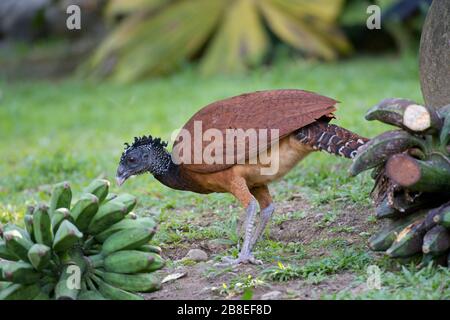 Femmina Grande Curassow (Crax rubra) nel nord-est della Costa Rica Foto Stock