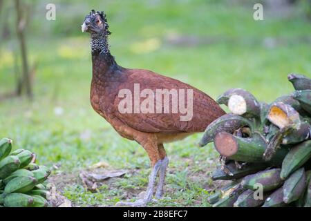 Femmina Grande Curassow (Crax rubra) nel nord-est della Costa Rica Foto Stock