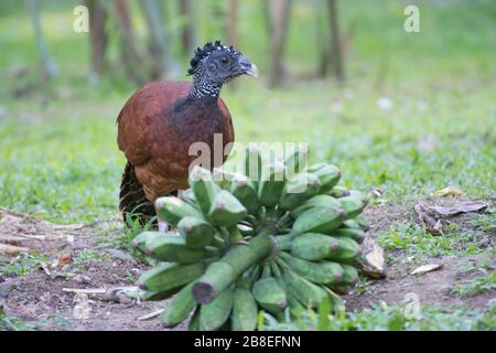 Femmina Grande Curassow (Crax rubra) nel nord-est della Costa Rica Foto Stock