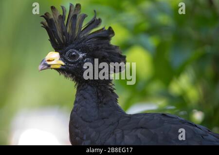 Maschio Grande Curassow (Crax rubra) nel nord-est della Costa Rica Foto Stock