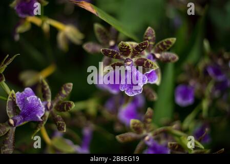 Viola e giallo Oncidium Orchid Flower al Orchid Festival 2020 al Royal Botanical Gardens a Kew, Richmond, Londra, Inghilterra Foto Stock