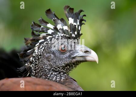 Femmina Grande Curassow (Crax rubra) nel nord-est della Costa Rica Foto Stock