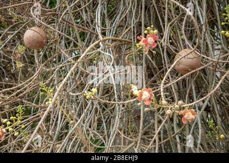 Frutti e fiori dell'albero tropicale di Cannonball. Foto Stock