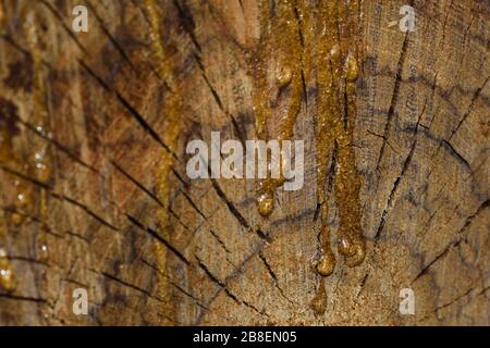 Legno indurito SAP su legno di stump Crosscut (Vachellia sp.) Foto Stock