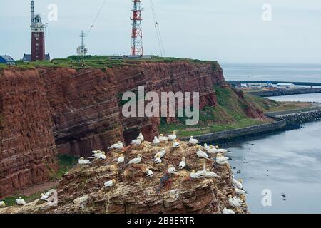 Uccelli sulla Lange Anna sull'isola offshore di Helgoland nel Mare del Nord tedesco Foto Stock