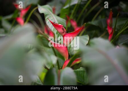 Heliconia Toucan becco le piantane selvagge il fiore tropicale nel Conservatorio della principessa del Galles, i giardini botanici reali a Kew, Richmond, Londra Foto Stock