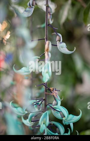 Turquoise Hanging Jade Vine Strongylodon Macrobotrys Fiori nel Conservatorio della Principessa del Galles, Royal Botanical Gardens a Kew, Richmond, Londra Foto Stock