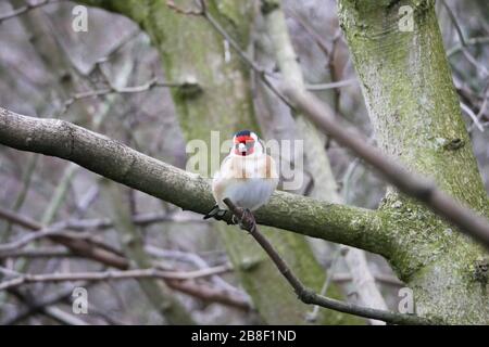 Il fingoldfinch europeo arroccato su un ramo in bosco, il volto rosso si distingue su sfondo opaco Foto Stock