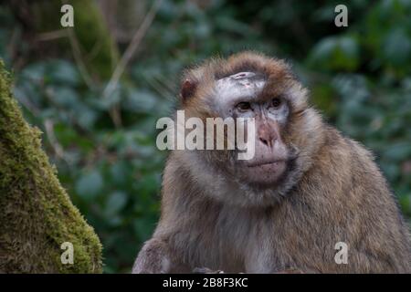Barbary macaques a Monkey Forest, Trentham Estate, Regno Unito Foto Stock