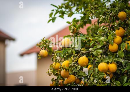 aranciato amaro carico di frutti e fiori, su sfondo sfocato. Foto Stock