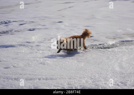 Piccolo retriever cross dog in spiaggia, circondato da schiuma di mare da un'onda Foto Stock