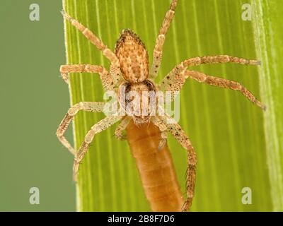 Primo piano di un ragno granchio, Philodromus dispar, nutrirsi di una larva coleottero che ha ucciso. Vista dorsale. Ladner, Delta, British Columbia, Canada Foto Stock