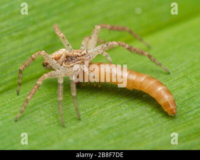 Ragno granchio, Philodromus dispar, su una foglia, nutrirsi di una larva coleottero che ha ucciso. Vista laterale. Ladner, Delta, British Columbia, Canada Foto Stock