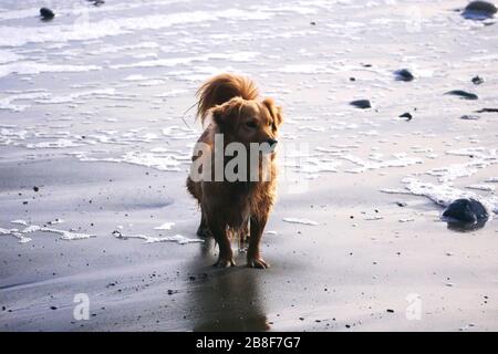 Piccolo retriever cross cane presso il mare, si fermò in sabbia bagnata e guardando in lontananza Foto Stock