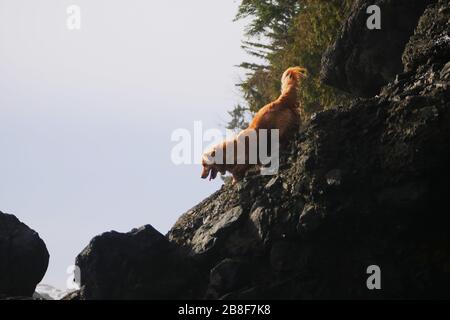 Piccolo retriever cross dog godere esplorando scogliere rocciose sul mare, leggermente umido e felice aspetto Foto Stock