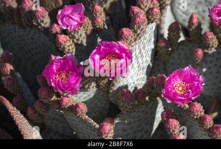 Bel gruppo di fiori rosa su Barbery Fig Cactus nella primavera Foto Stock