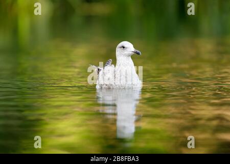 Guado di gabbiano nel lago di Stow Foto Stock