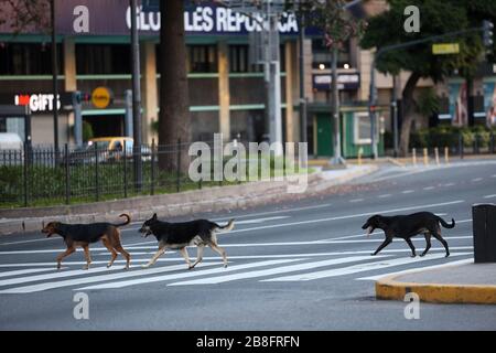 Buenos Aires, Argentina - 21 marzo 2020: Cani senza tetto che camminano per le strade del centro di buenos aires in una città sotto quarantena a Buenos Aires, argen Foto Stock